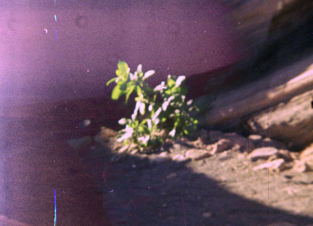 In Every Part of Every Living Thing Is Stuff That Once Was Rock