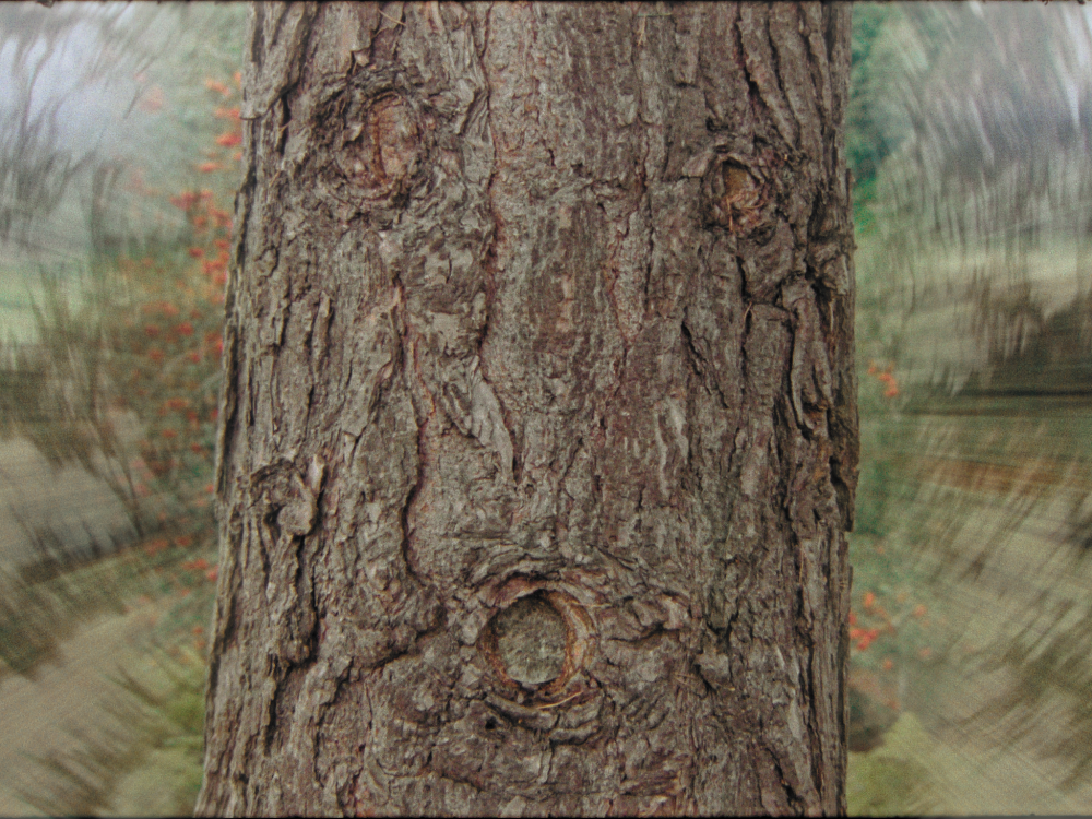 Man or Tree