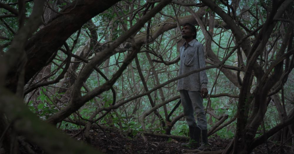 Murmurs of the Jungle